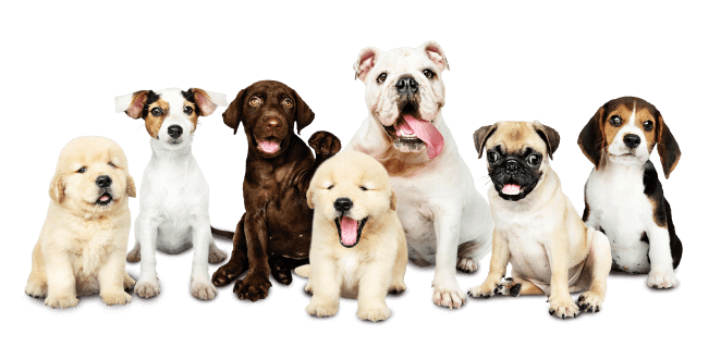 Decorative image of dogs